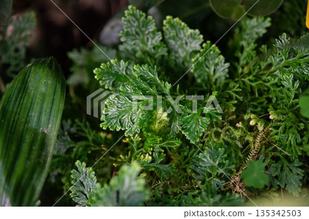 Lush green Selaginella martensii foliage with delicate fern like texture forming a natural tropical background. Fresh botanical detail ideal for nature design and eco themes 135342503