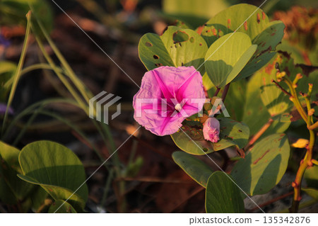 Blooming Beach Morning Glory flower displaying vivid pink petals with heart-shaped leaves in warm sunlight, representing tropical flora beauty 135342876