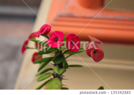 Vibrant crown of thorns flowers blooming with sharp thorns and green leaves against blurred background, showcasing floral beauty and resilience Vibrant crown of thorns flowers blooming with sharp thorns and green leaves against blurred background, showcasing floral beauty and resilience 135342883