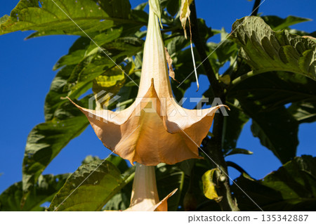 Dramatic angel trumpet flower hanging amidst lush green foliage against a vibrant blue sky, showcasing nature's beauty in a tropical garden setting Dramatic angel trumpet flower hanging amidst lush green foliage against a vibrant blue sky, showcasing nature's beauty in a tropical garden setting 135342887