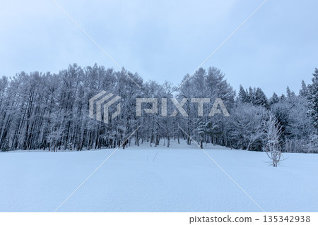 Winter thickets with snow Winter thickets with snow 135342938
