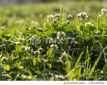 晨露浸濕了白三葉草的花朵 135343080