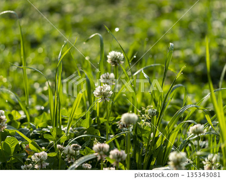 White clover flowers wet with morning dew White clover flowers wet with morning dew 135343081
