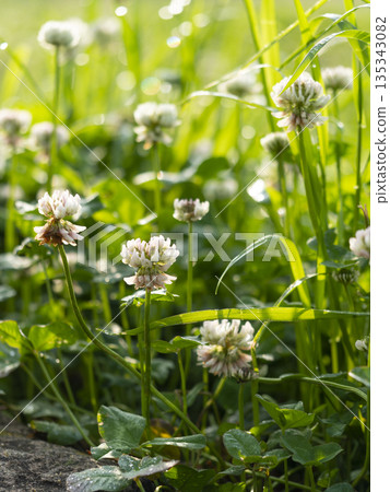 晨露浸濕了白三葉草的花朵 135343082