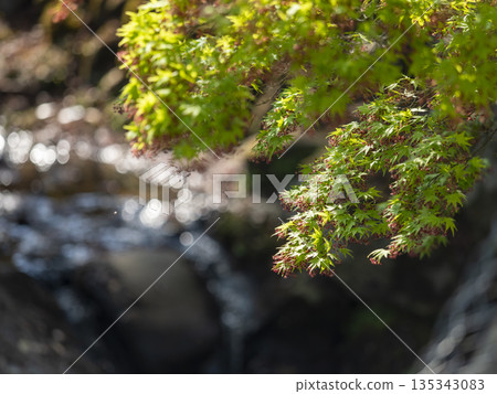 盛開的青桃 135343083