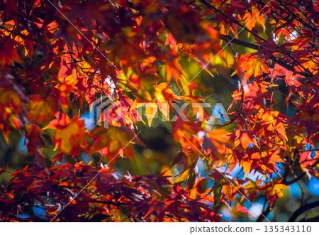 Bright autumn leaves 135343110