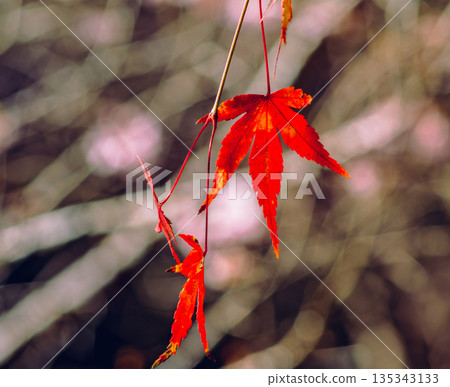 Autumn leaves, bright red maple, autumn, seasonal scenery, autumn leaves found in the mountains 135343133