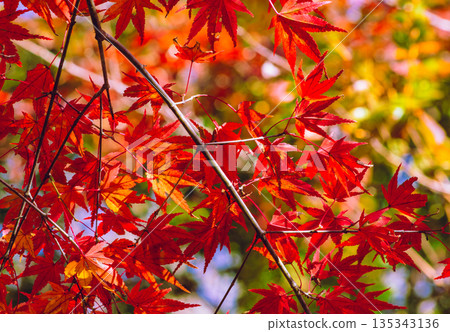 鮮紅的秋葉 135343136