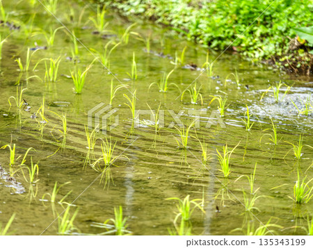 種苗的稻田 種苗的稻田 135343199