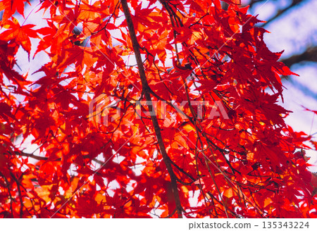 鮮紅的秋葉 鮮紅的秋葉 135343224