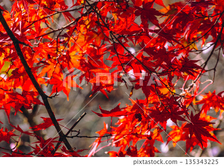 鮮紅的秋葉 鮮紅的秋葉 135343225