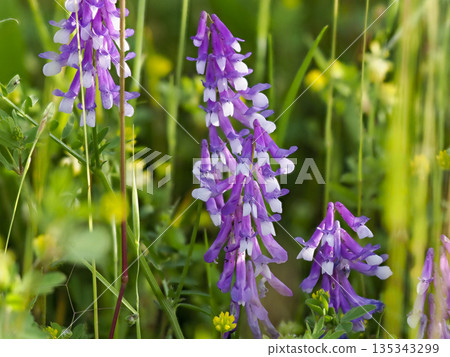 Wisteria flowers blooming on the bank Wisteria flowers blooming on the bank 135343299