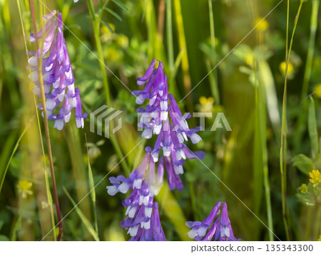 Wisteria flowers blooming on the bank Wisteria flowers blooming on the bank 135343300