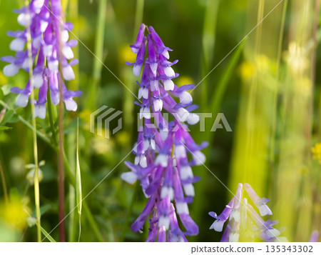 Wisteria flowers blooming on the bank Wisteria flowers blooming on the bank 135343302