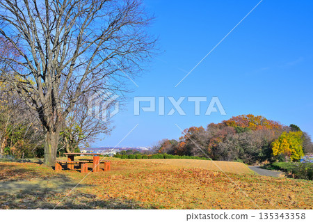 Hira Hill, a grove of cherry blossom trees in late autumn, Tokorozawa City Hira Hill, a grove of cherry blossom trees in late autumn, Tokorozawa City 135343358