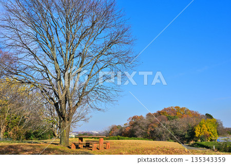 Hira Hill, a grove of cherry blossom trees in late autumn, Tokorozawa City 135343359