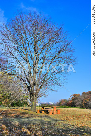 Hira Hill, a grove of cherry blossom trees in late autumn, Tokorozawa City 135343360