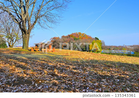 Hira Hill, a grove of cherry blossom trees in late autumn, Tokorozawa City 135343361