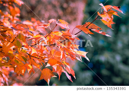 改變葉子的Momiji 改變葉子的Momiji 135343391