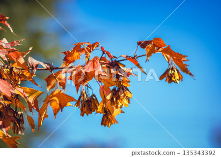 Blue sky and colored leaves 135343392