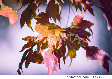 Autumn leaves 135343398