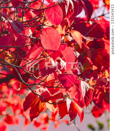鮮紅色的山茱萸 鮮紅色的山茱萸 135343415