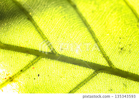 Natural green leaf veins 135343593