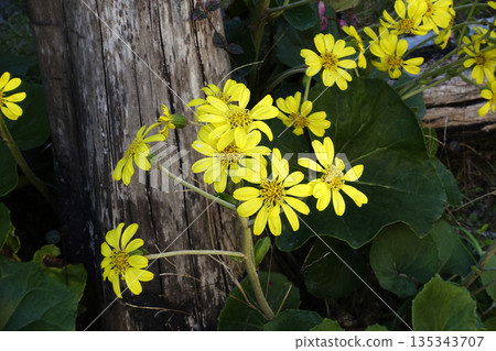 十二月，樹旁盛開著黃色的日本蜂斗菜花。 135343707