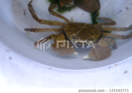 Photo of a wild mitten crab caught in a Japanese river Photo of a wild mitten crab caught in a Japanese river 135343771