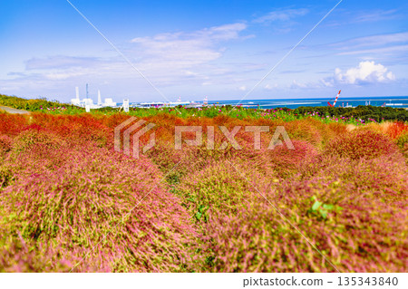 Blue sky and bright red kochia Blue sky and bright red kochia 135343840