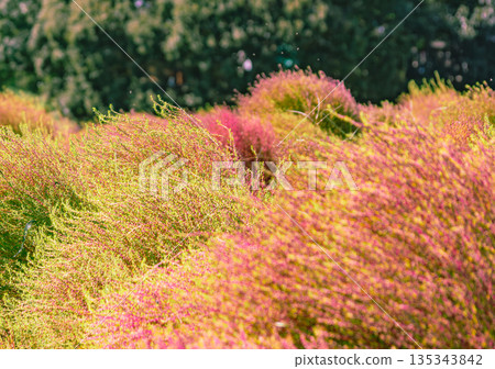 Autumn leaves Kokia 135343842