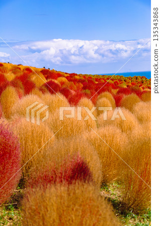 Kokia which turned red leaves in red Kokia which turned red leaves in red 135343868
