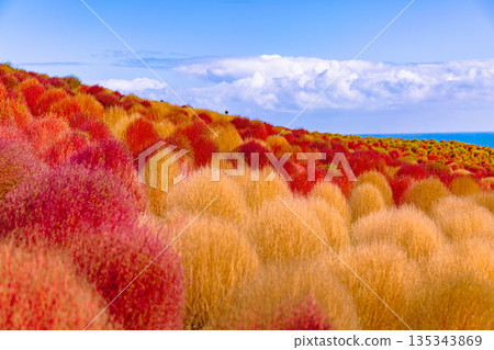 Kochia turning bright red Kochia turning bright red 135343869