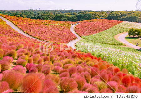 秋葉Kokia 秋葉Kokia 135343876