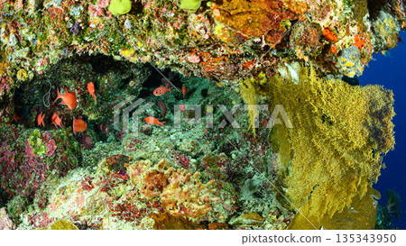 Diving scene in the ocean of Palau 135343950
