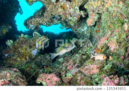 帛琉海域的潛水場景 帛琉海域的潛水場景 135343951