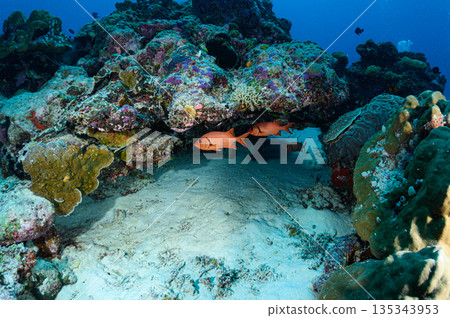 Diving scene in the ocean of Palau Diving scene in the ocean of Palau 135343953