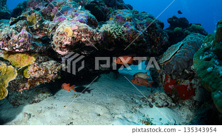 Diving scene in the ocean of Palau Diving scene in the ocean of Palau 135343954