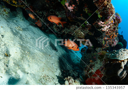 Diving scene in the ocean of Palau 135343957