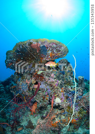 Diving scene in the ocean of Palau Diving scene in the ocean of Palau 135343958