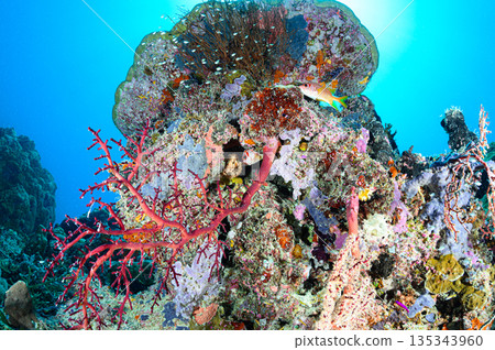 Diving scene in the ocean of Palau 135343960