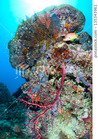 Diving scene in the ocean of Palau 135343961