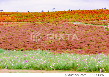 Kochia looking up at the blue sky 135343979