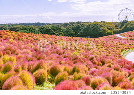 Autumn leaves Kokia Autumn leaves Kokia 135343984