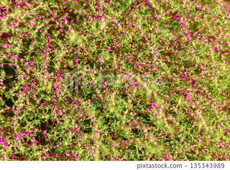 Hotokenoza flowers blooming in the spring field Hotokenoza flowers blooming in the spring field 135343989