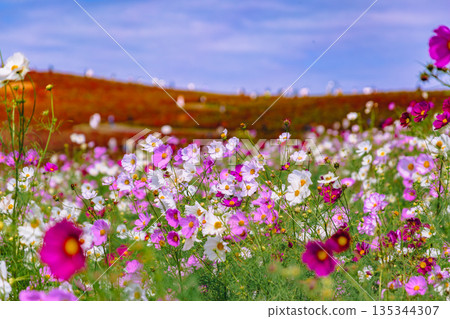 Cosmos swaying in the wind Cosmos swaying in the wind 135344307