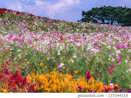 Cosmos field spreading all over Cosmos field spreading all over 135344310