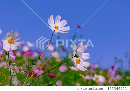 White cosmos White cosmos 135344321