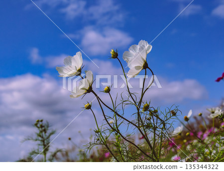 White cosmos White cosmos 135344322