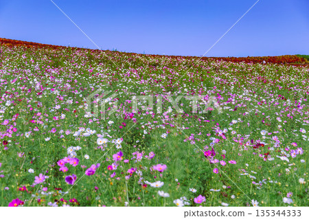 Cosmos field spreading all over Cosmos field spreading all over 135344333